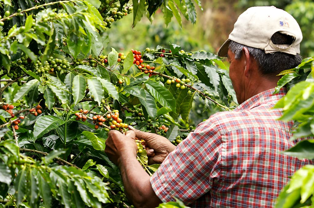 Coffee Farmer in Triangulo del Café - Colombian Coffee Triangle