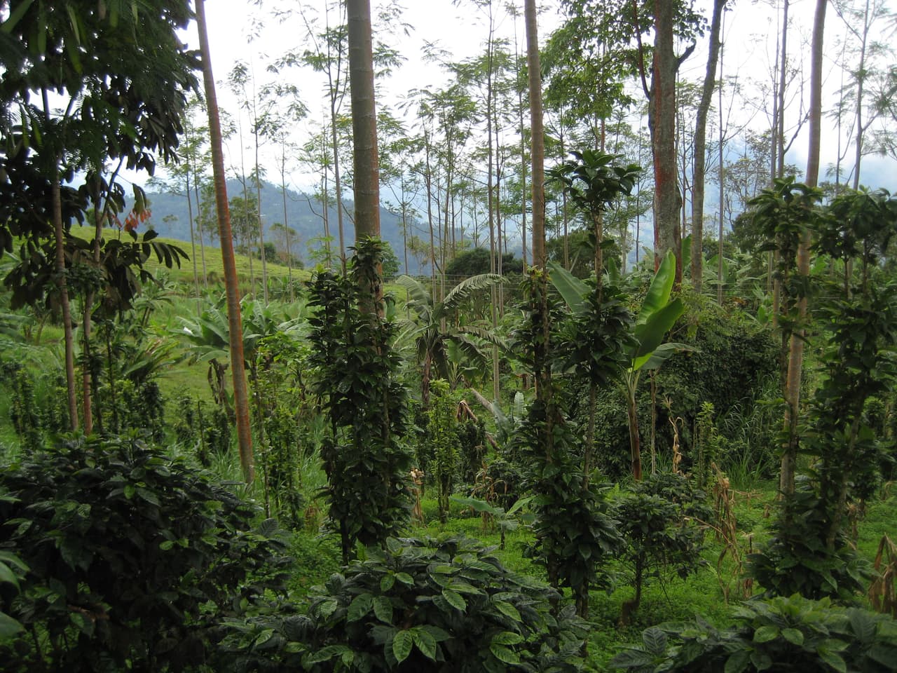 Shade-Grown Coffee Farm in Colombia - Traditional Heritage Methods