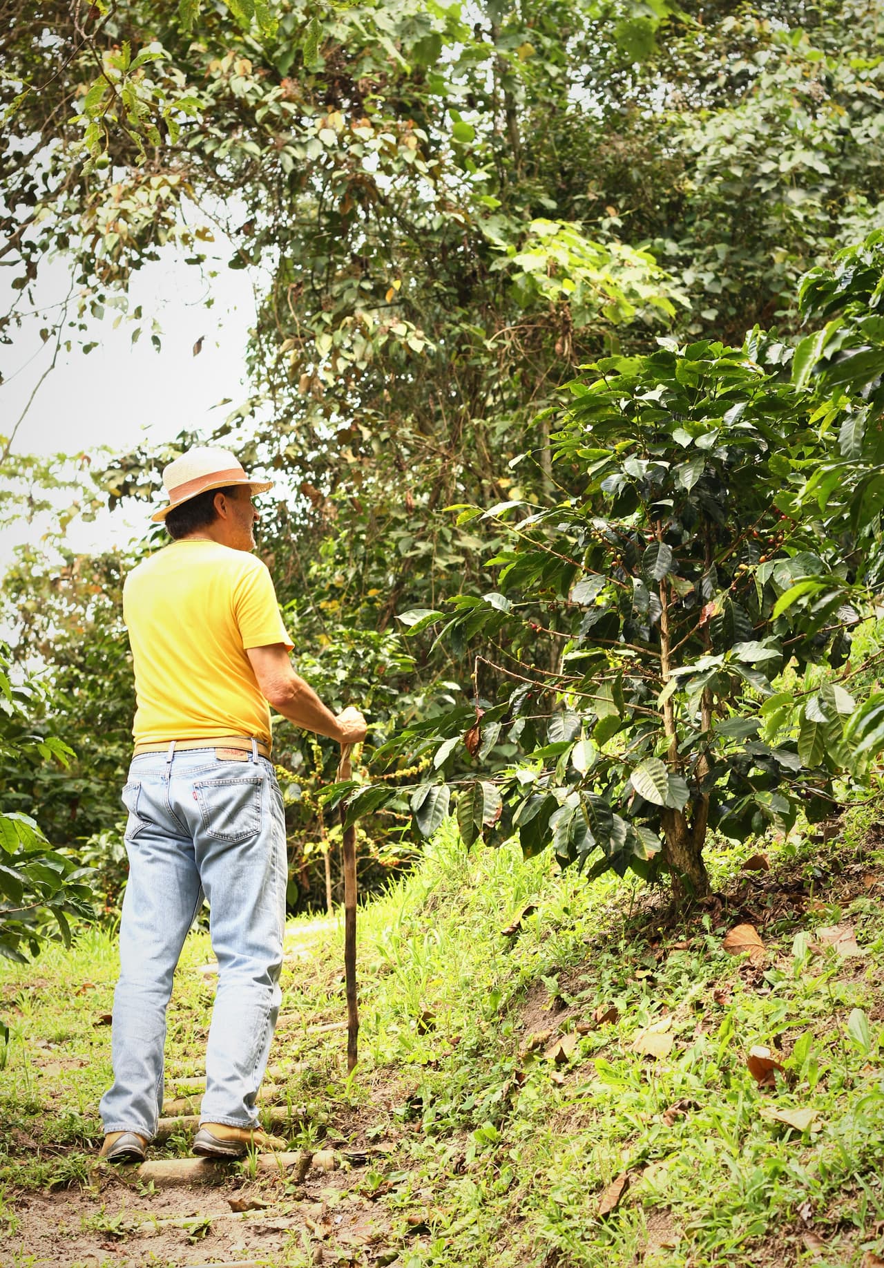 Coffee Farm near Cachipay - Colombian Caficultores Heritage
