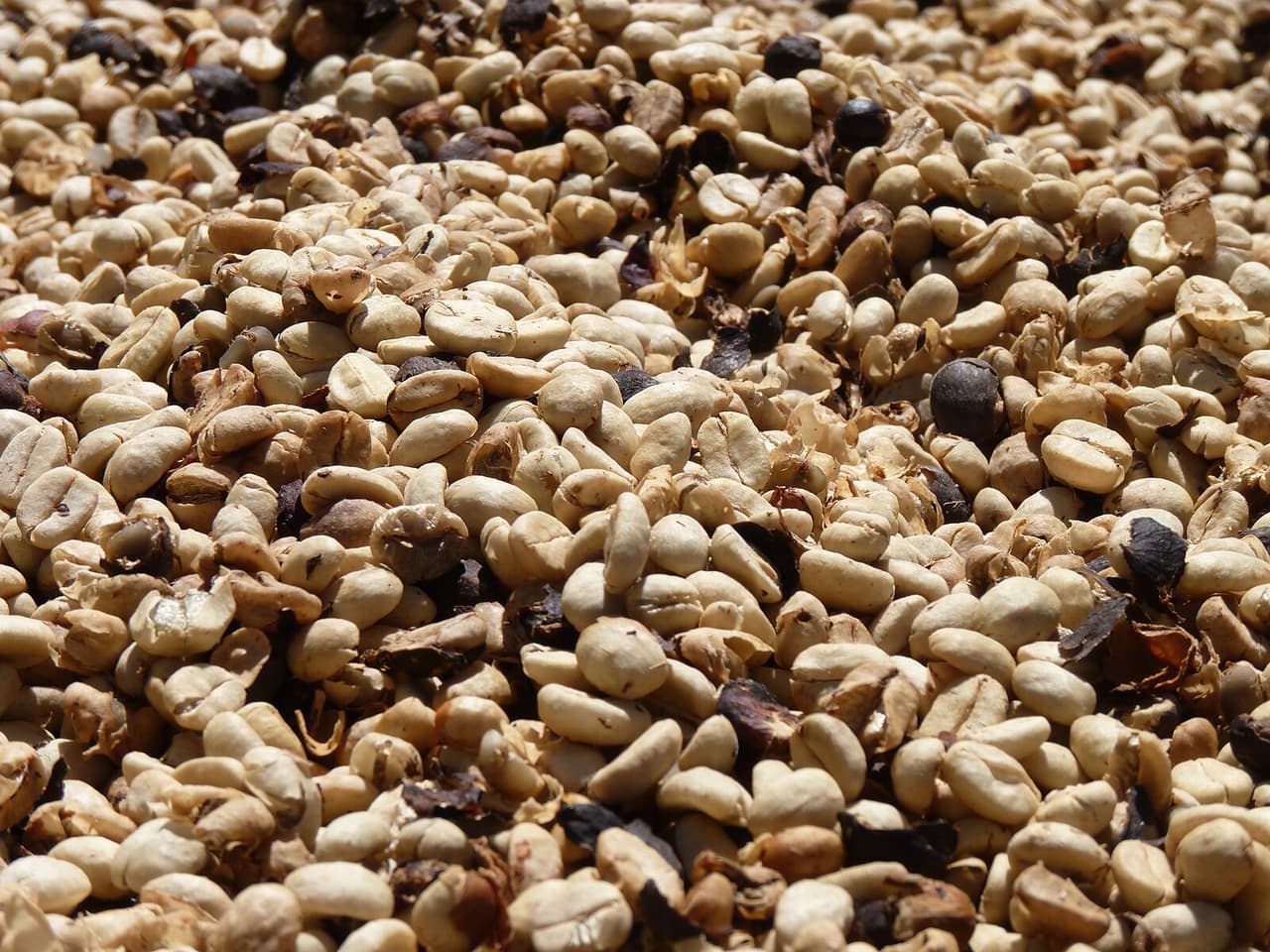 Granos de Café Cultivado en Colombia - Colombian Coffee Beans