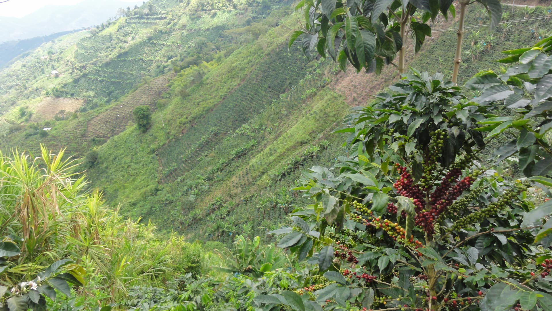 Coffee Cultural Landscape - El Águila, Valle, Colombia UNESCO World Heritage Site