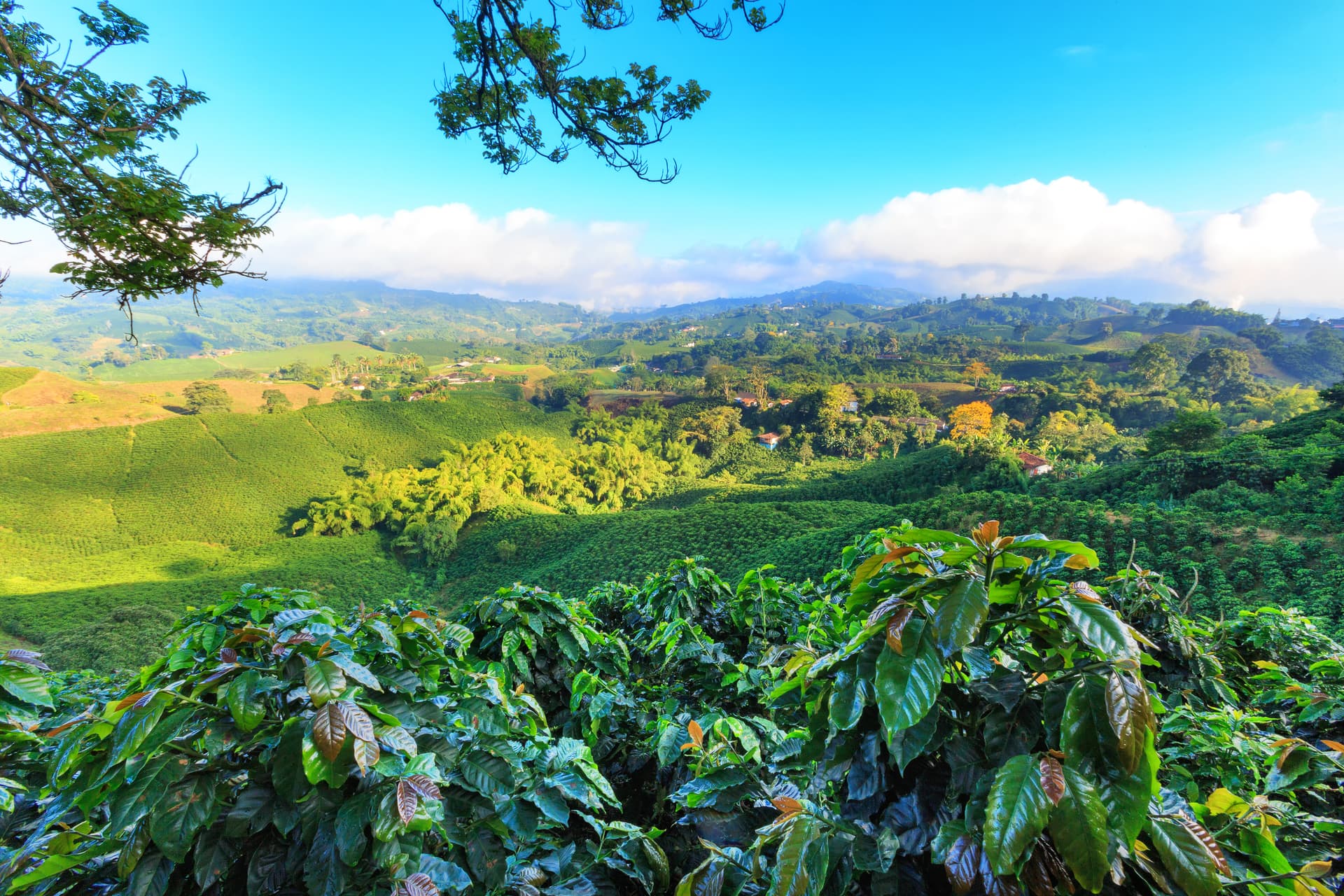 Colombian Coffee Plantation in Manizales Coffee Triangle