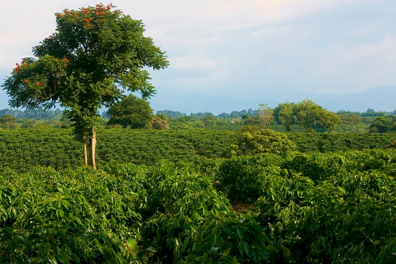 Cafe Quimbaya Coffee Farm - Colombian Coffee Growing Heritage