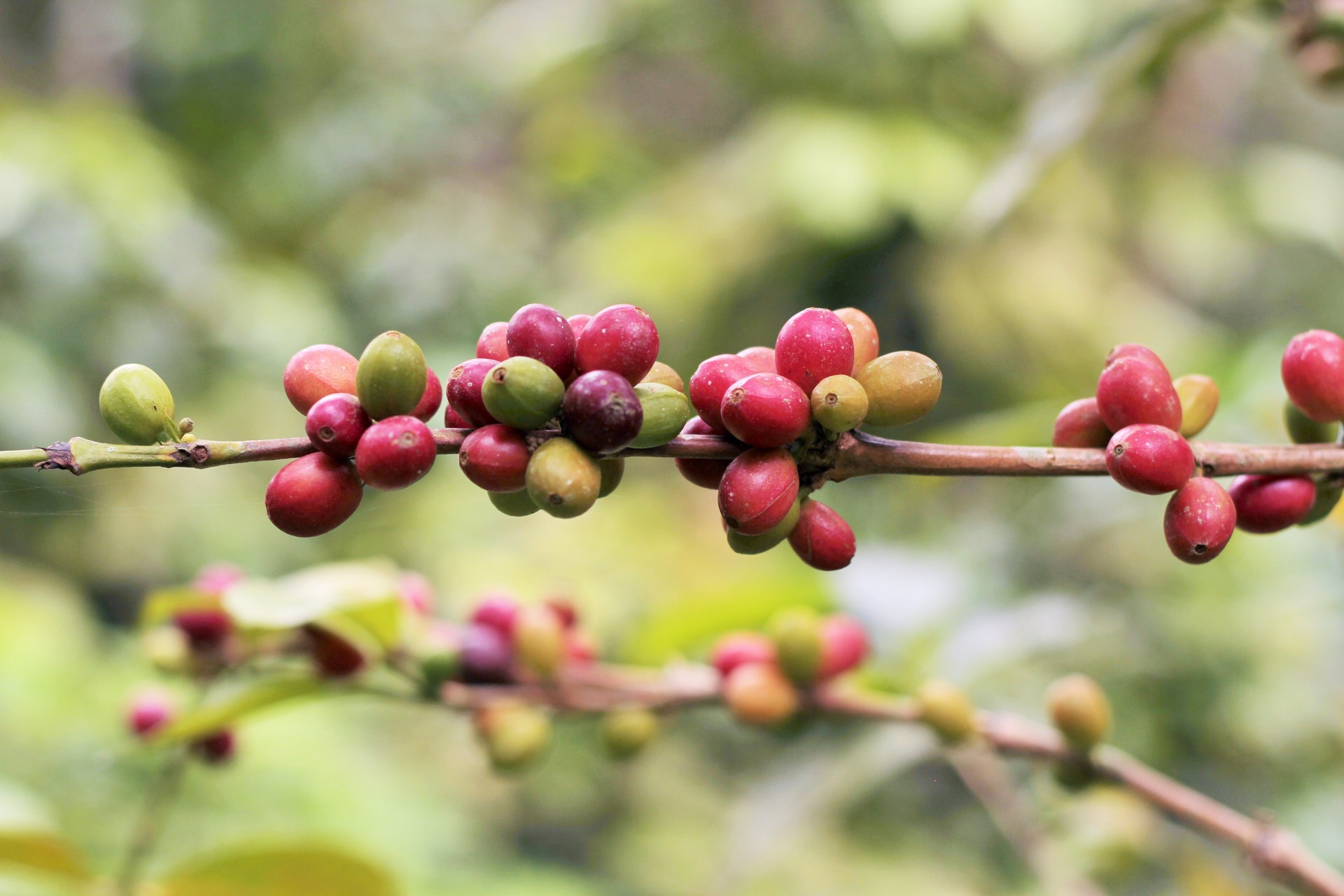 Granos de café colombiano crudo - Invitación a caficultores excepcionales
