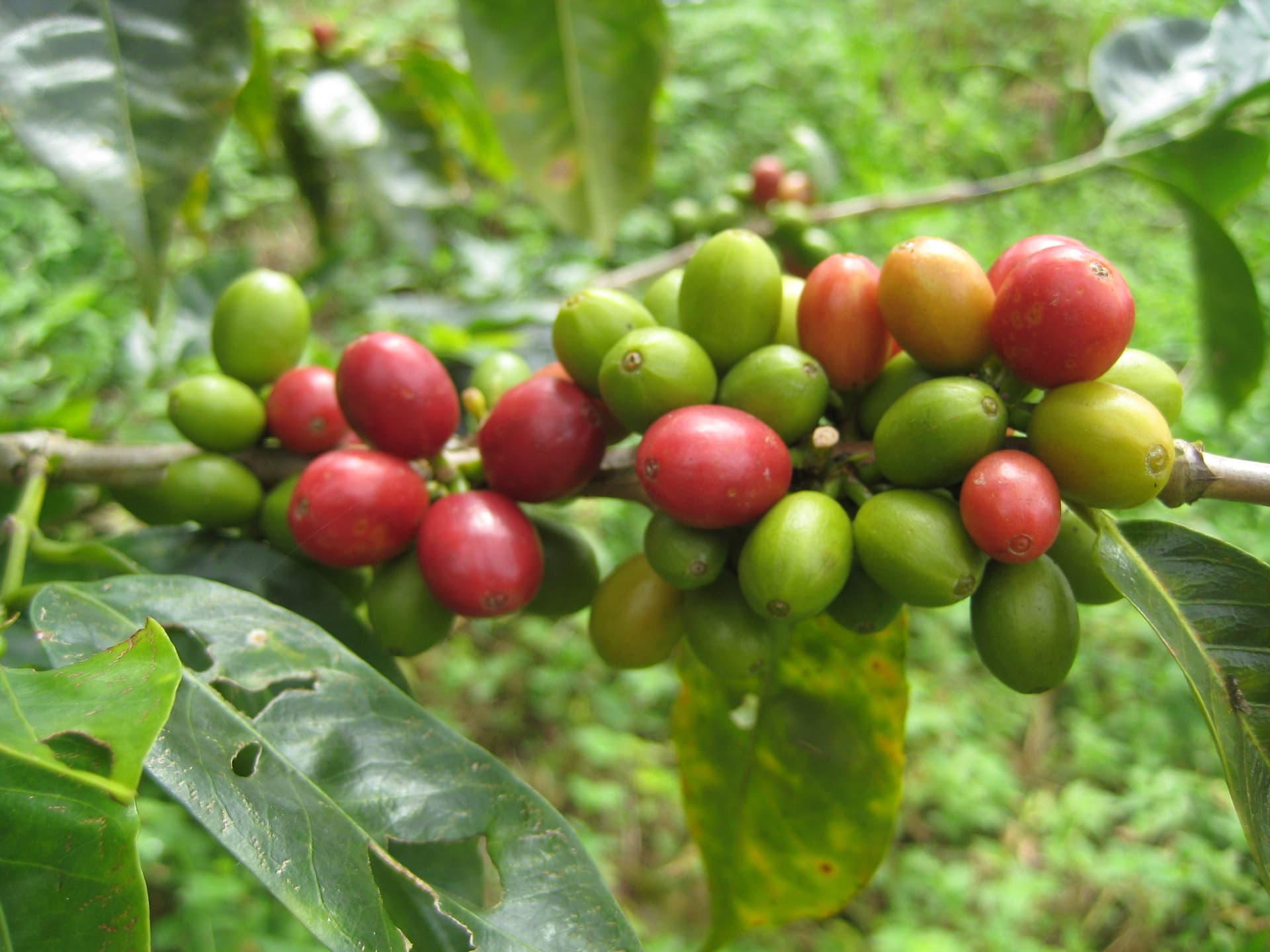 Clumps of coffee berries growing on a tree - Colombian Coffee Heritage